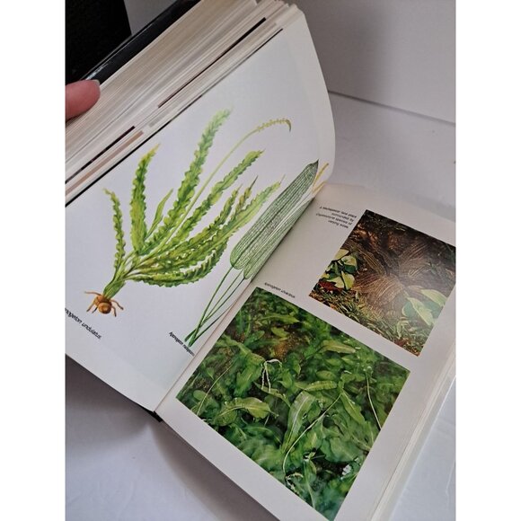 Dr. Axelrod's Mini-atlas of Freshwater Aquarium Fishes Hardcover 1987 - Picture 8 of 10